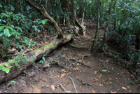 cloud forest lodge trail 
 - Costa Rica