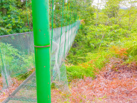 suspension bridge corcovado canopy tour 
 - Costa Rica