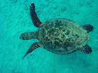        Hawksbill Turtle Swimming Cano Island
  - Costa Rica