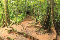        flight of the toucan tree climb combo tour trail 
  - Costa Rica