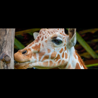       giraffe africa mia liberia
  - Costa Rica