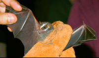 False Vampire Bat Tirimbina Bat Program
 - Costa Rica