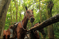 nauyaca waterfalls horse 
 - Costa Rica