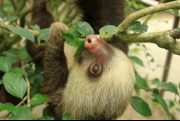        puerto viejo destination sloth 
  - Costa Rica