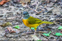 Yellow Bird Eating Ants
 - Costa Rica