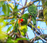 Parrot Family On Tree Finca Kobo Chocolate Tour
 - Costa Rica