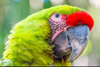 green macaw face shot parque simon bolivar san jose 
 - Costa Rica