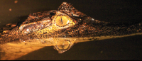 tortuguero all inclusive tour page caiman 
 - Costa Rica