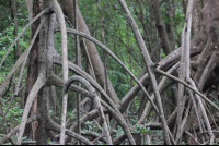 mangrove growth
 - Costa Rica