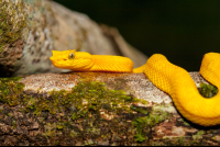 Eyelashh Palm Pitviper Snake On Tree At Cahuita National Park
 - Costa Rica