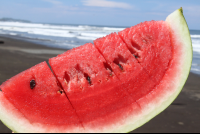 watermelon closeup
 - Costa Rica
