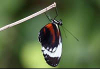        butterfly garden monteverde tuxedo butterfly 
  - Costa Rica