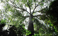 carara national park kapok tree 
 - Costa Rica