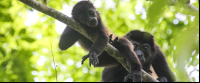 howler monkey mother and baby samara trails hike 
 - Costa Rica