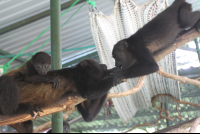 three monkeys playing 
 - Costa Rica