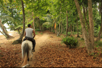        puerto viejo destination horseback ride almond leaves 
  - Costa Rica