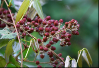 curi cancha wild blackberries 
 - Costa Rica