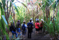        trapiche tour guide explains sugar cane 
  - Costa Rica
