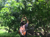        mangoes to go samara trails hike 
  - Costa Rica