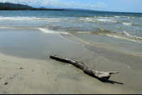playa blanca log 
 - Costa Rica