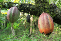        puerto viejo destination cacao fruit 
  - Costa Rica