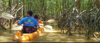 manuel antonio destination damas island mangroves 
 - Costa Rica