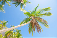 Palm Tree Playa Quesera Curu Wildlife Refuge
 - Costa Rica