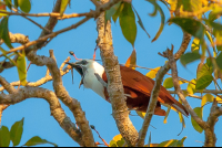 Montezuma Bird
 - Costa Rica
