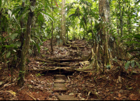 La Selva Side Trail
 - Costa Rica
