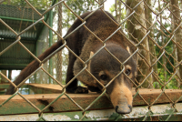 osa animal sanctuary tour page coati 
 - Costa Rica