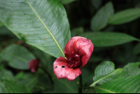 san gerardo flower 
 - Costa Rica
