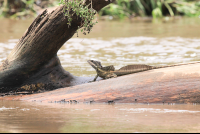        Lizard On The Tarcoles Riverbanks
  - Costa Rica