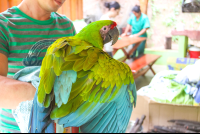        Great Green Macaw Extending The Wings Ara Project
  - Costa Rica