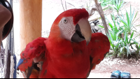 ara project macaws extra 
 - Costa Rica