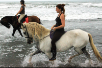        jungle beach horseback tour riding along the beach 
  - Costa Rica