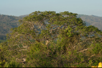 Tree In Nosara Biological Reserve At Lagarta Hotel
 - Costa Rica
