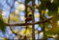 bird at nosara reserve 
 - Costa Rica