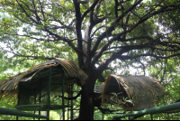        tree shelters sibu sanctuary 
  - Costa Rica