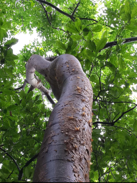 gumbo limbo tree top 
 - Costa Rica