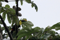 pocosol station chestnut mandible toucan 
 - Costa Rica