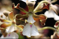 monteverde orchid garden brown orchid 
 - Costa Rica