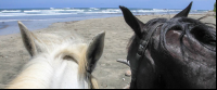        horses pelada beach
  - Costa Rica