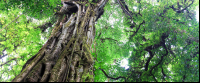 monteverde cloud reserve strangler fig 
 - Costa Rica