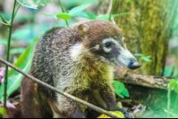        Coati Feeding Cabo Blanco Reserve
  - Costa Rica