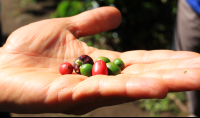 monteverde coffee farm ripe unripe beans 
 - Costa Rica