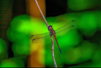 Dragonfly Cabo Blanco  Edit
 - Costa Rica