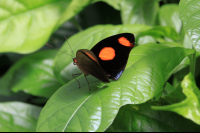 selvetura halloween butterfly 
 - Costa Rica