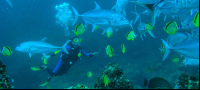        Diving Catalina Islands
  - Costa Rica