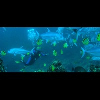 diving catalina islands 
 - Costa Rica
