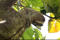 hacienda baru hotel three toed sloth 
 - Costa Rica